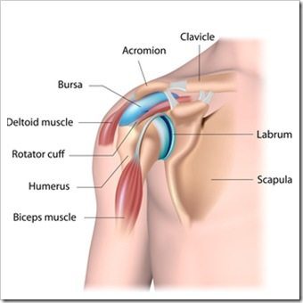 Shoulder Pain Boardman Youngstown OH Rotator Cuff Injury