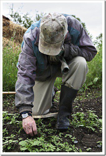 Longmont Gardening