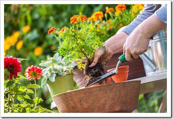 Gardening Safely OFallon IL