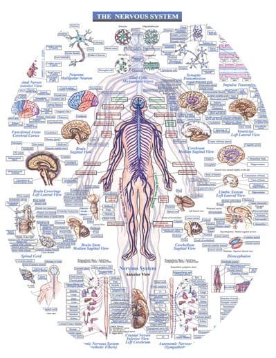 Nervous System